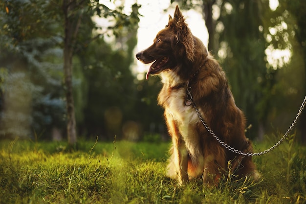 Młody Pies Rasy Border Collie Na Smyczy W Parku