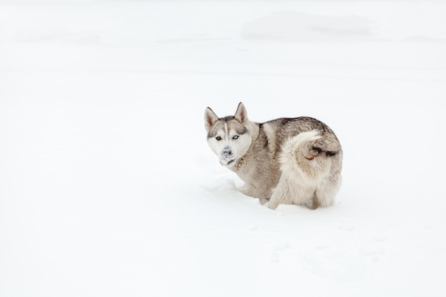 Młody pies rasy siberian husky bawiący się na śniegu po ciężkim s