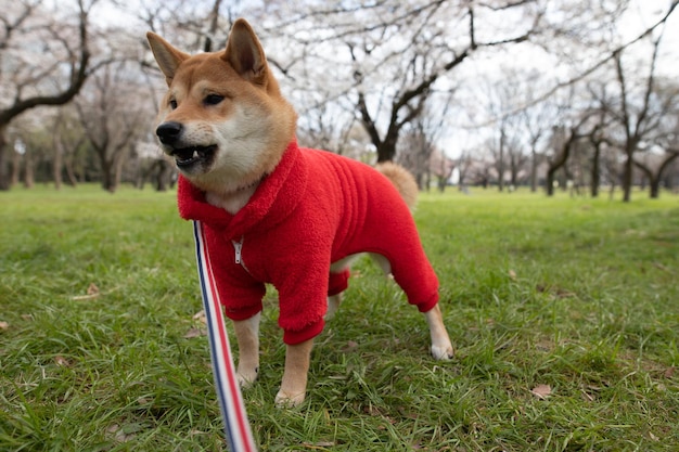 Młody pies shiba inu w czerwonym swetrze na zielonej trawie stojącej tle drzewa