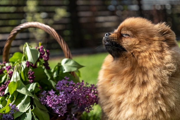 Młody pies szpic pomorski cieszy się ciepłymi promieniami wiosennego słońca w otoczeniu kwiatów bzu.