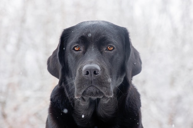 Młody pies w zimie Portret Labrador retriever w śnieżnej pogodzie