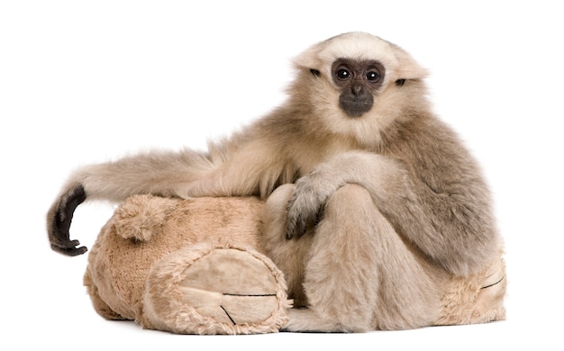 Młody Pileated Gibbon, Hylobates Pileatus, Siedzi