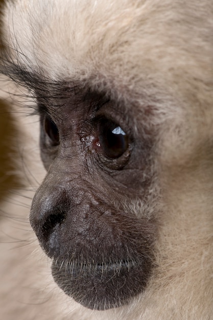 Młody Pileated Gibbon, Hylobates Pileatus, Siedzi