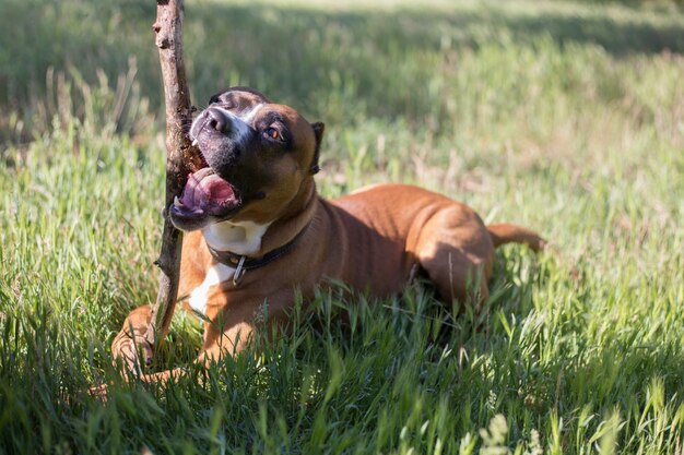 Młody pit bull bawić się z kijem na trawie