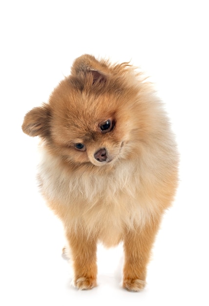 Młody pomeranian na białym tle