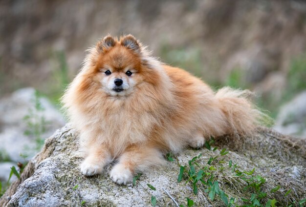 Młody pomeranian, zdjęcie w naturze, jesienią