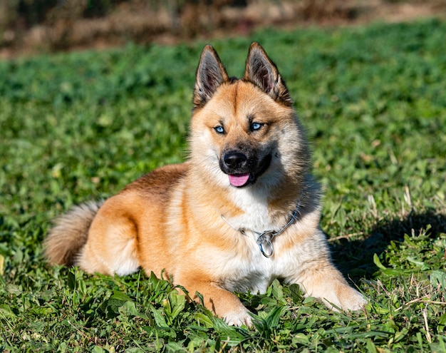 Młody pomsky przebywający na treningu posłuszeństwa