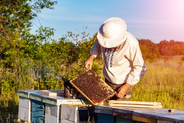 Młody pszczelarz pracujący w pasiece Koncepcja pszczelarstwa Pszczelarz zbierający miód