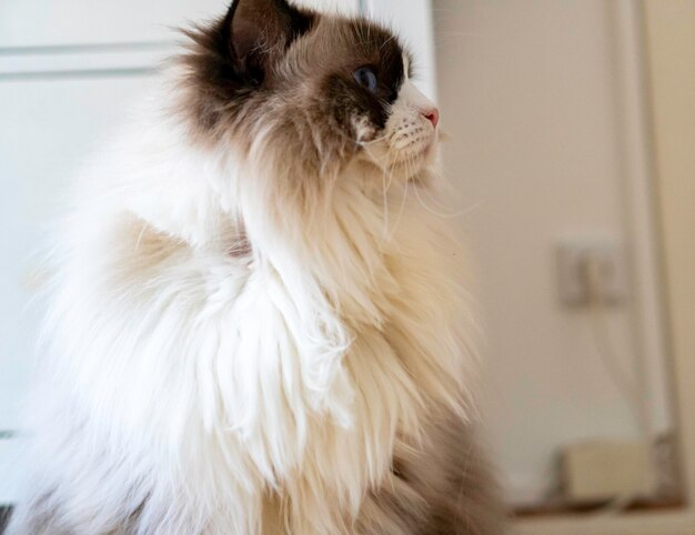 Młody, puszysty, biały Ragdoll kot z niebieskimi oczami siedzi na podłodze i patrzy na coś