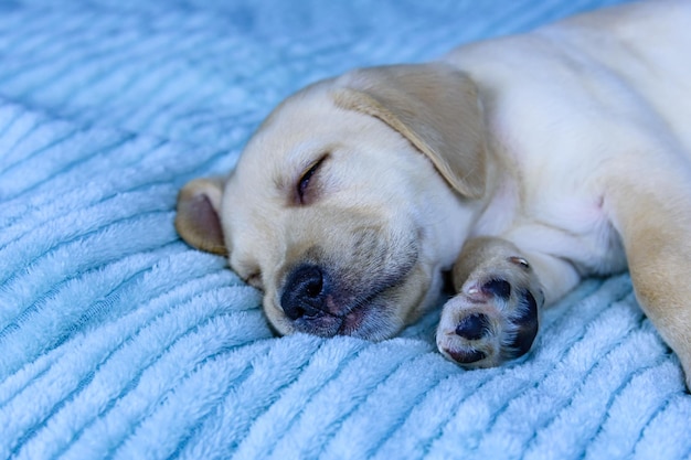 Młody rasowy szczeniak labrador retriever śpi na łóżku