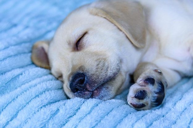 Młody rasowy szczeniak labrador retriever śpi na łóżku