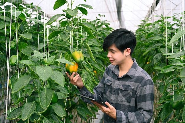 Młody rolnik człowiek za pomocą cyfrowego tabletu, badając wzrost roślin w szklarni.