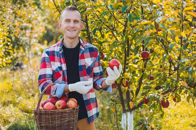 Młody rolnik pokazujący w koszyku ekologiczne jabłka z własnej uprawy Zbierając jabłka jesienią w ogrodzie