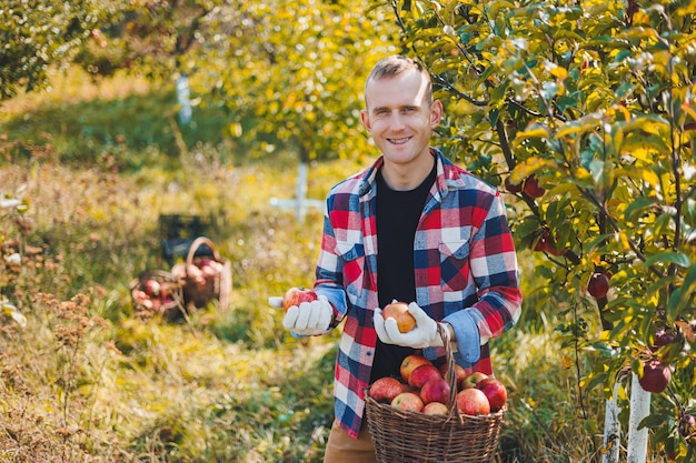 Zdjęcie młody rolnik pokazujący w koszyku ekologiczne jabłka z własnej uprawy zbierając jabłka jesienią w ogrodzie