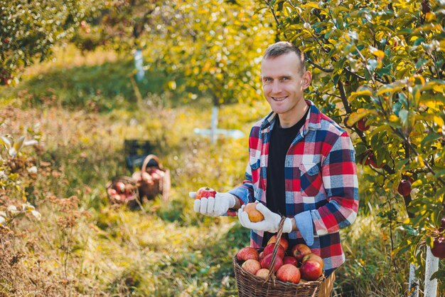 Młody rolnik pokazujący w koszyku ekologiczne jabłka z własnej uprawy Zbierając jabłka jesienią w ogrodzie