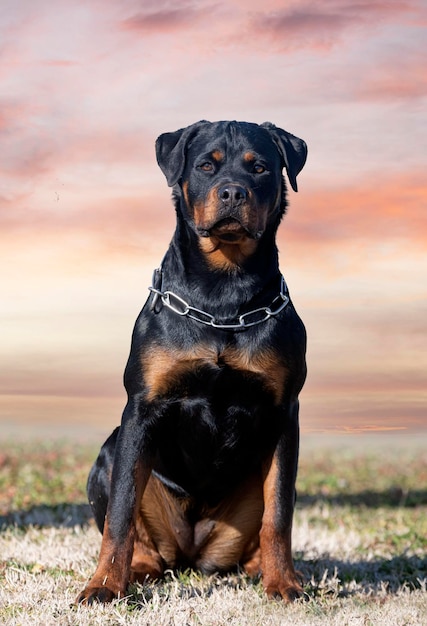 młody rottweiler w przyrodzie