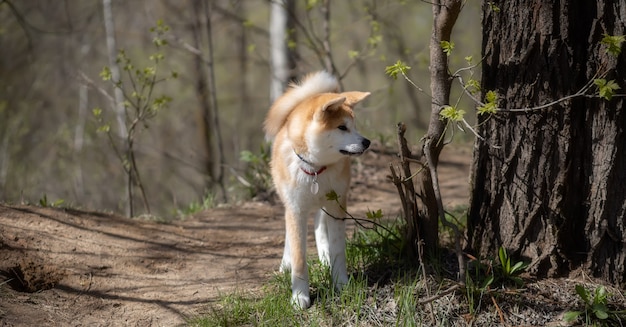 Młody rudowłosy Akita Inu stoi przy ścieżce w lesie