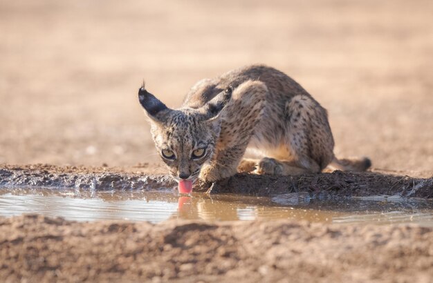 Młody ryś iberyjski Lynx pardinus Hiszpania