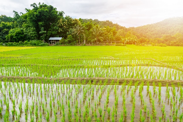 Młody ryż rośnie na polach ryżowych.