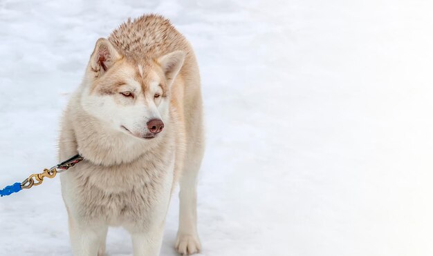 Młody samiec husky związany w zimie w bliskim świetle słonecznym