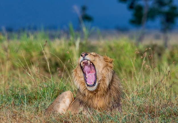 Młody Samiec Lwa Leży Na Trawie Na Sawannie I Ziewa. Park Narodowy Masai Mara. Park Narodowy Serengeti.