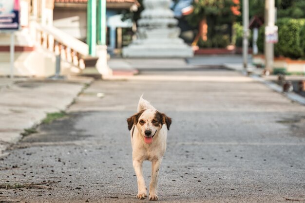 Młody samotny biały brązowy pies błąkający się po ulicy w okolicy świątyni