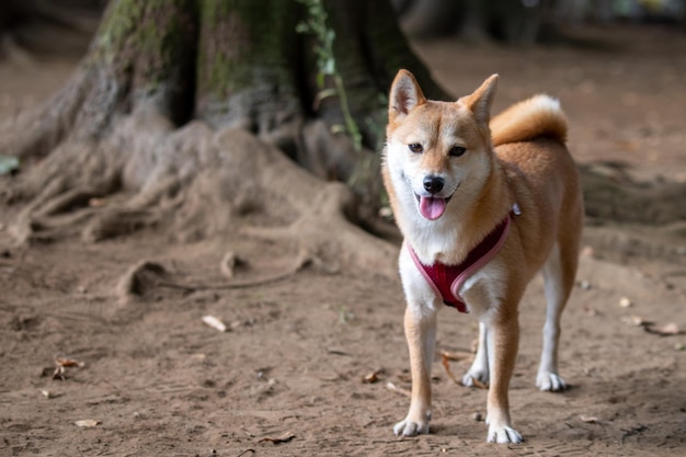 Zdjęcie młody shiba inu patrzący w kamerę i uśmiechający się z bliska portret japońskiego psa