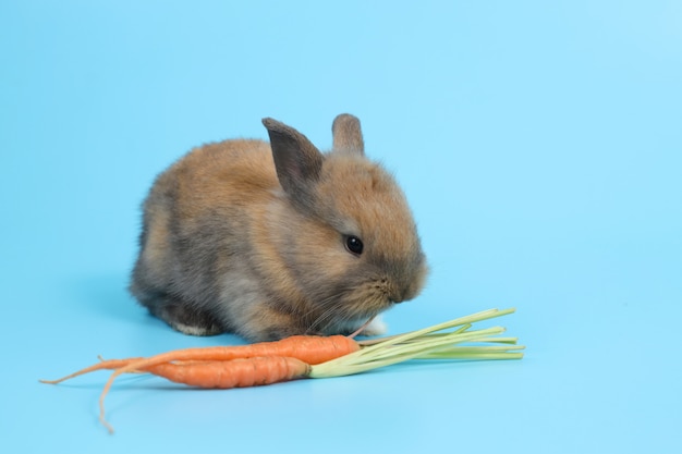 Młody śliczny brown Easter królika królik z marchewkami