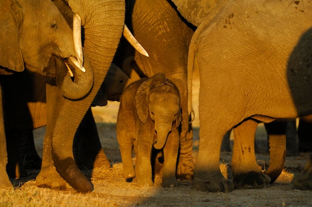 Młody słoń afrykański Loxodonta africana chroniony przez starszych