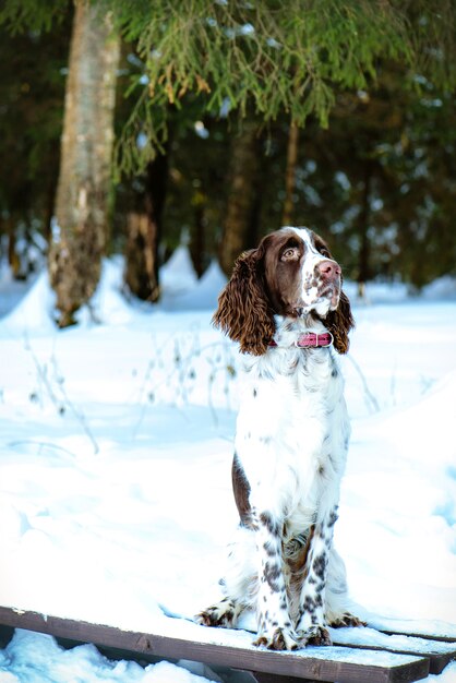 Młody springera spaniel w zima lesie