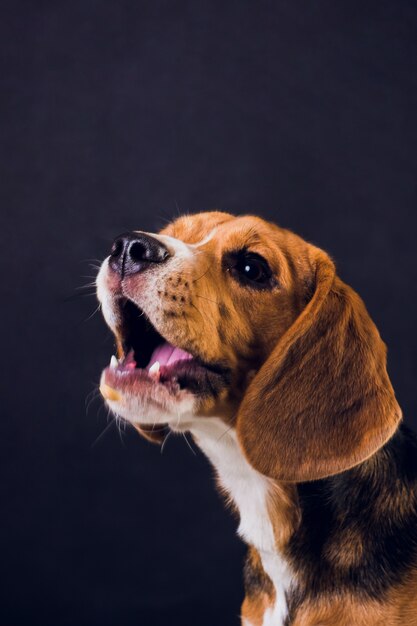 Młody szczeniak, beagle pies, odizolowywający na czarnym tle.