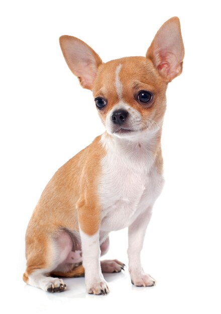 Młody Szczeniak Chihuahua