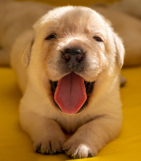 Młody szczeniak labrador