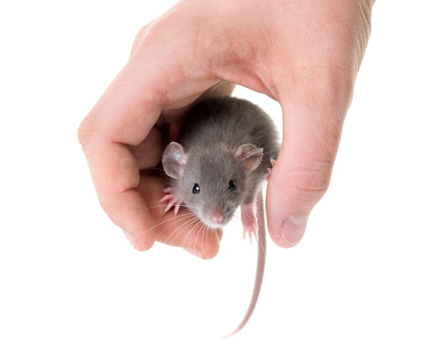 Zdjęcie młody szczur w studio