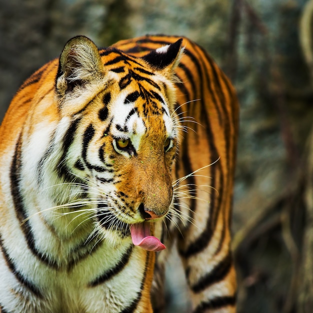 młody tygrys sumatrzański chodzenie z cienia