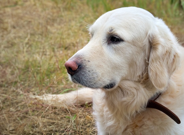 Młody uroczy retriever w parku