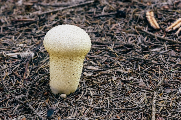 Młody, Wysadzany Klejnotami Puffball Grzyb W Sosnowym Lesie