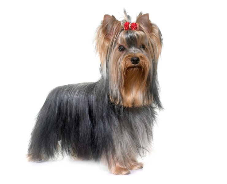 Zdjęcie młody yorkshire terrier