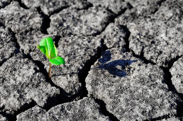 Zdjęcie młody zielony kiełek odnalazł drogę w pękniętej, wyschłej ziemi.