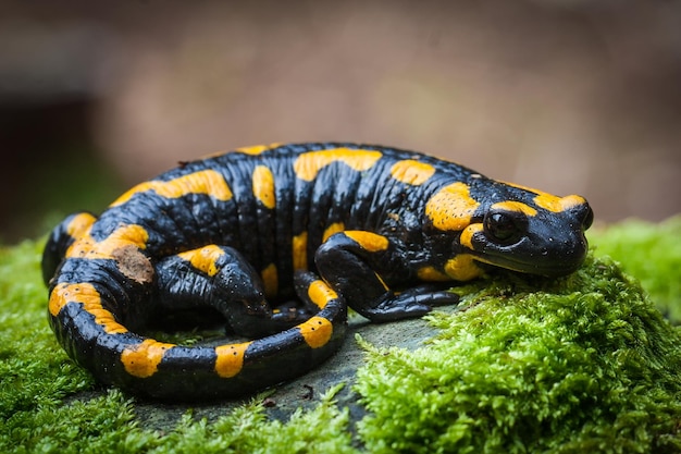 Mlok skvrnitý - Salamandra salamandra - Salamandra plamista