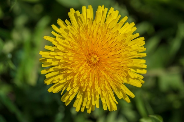 Mniszek lekarski taraxacum officinale Dziki żółty kwiat w przyrodzie z bliska widok z góry