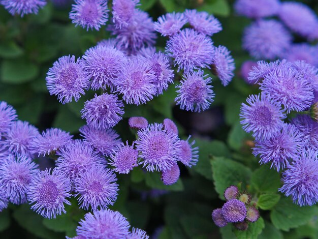 Mnóstwo kwiatów bzu ageratum z bliska (Ageratum houstonianum). Obwód Leningradzki, Rosja.