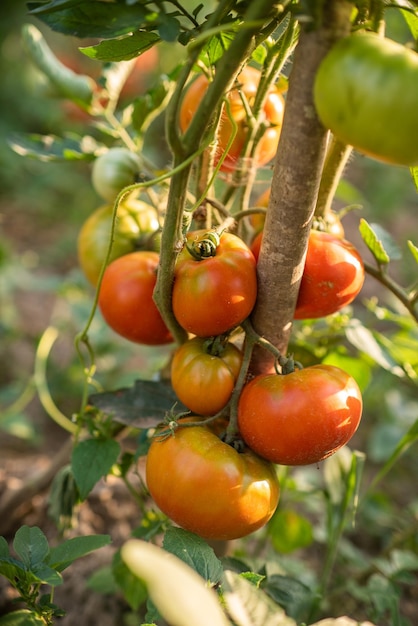 Mnóstwo pęczków z dojrzałymi czerwonymi i niedojrzałymi zielonymi pomidorami rosnącymi w ogrodzie uprawa dojrzewa w ciepły letni dzień