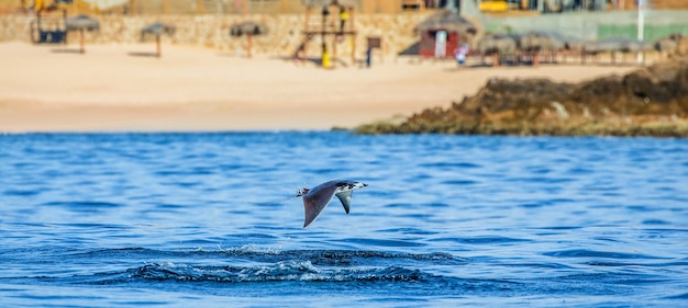 Mobula ray skacze w tle plaży Cabo San Lucas