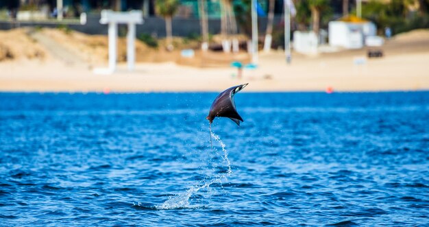 Mobula ray skacze w tle plaży Cabo San Lucas