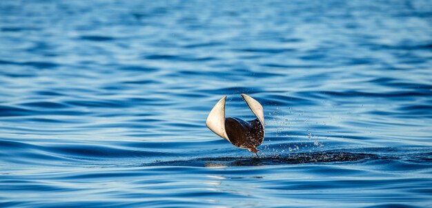 Mobula Ray Wyskakuje Z Wody. Meksyk