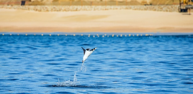 Mobula ray wyskakuje z wody