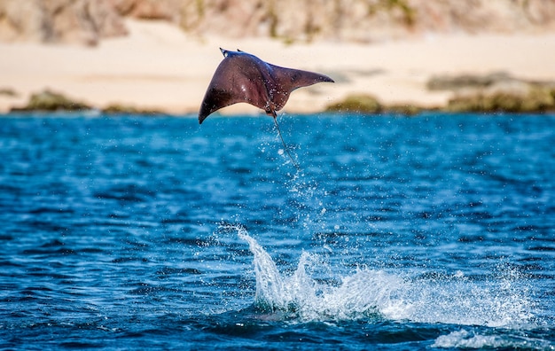 Mobula ray wyskakuje z wody