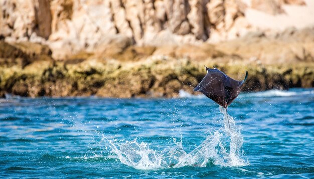 Mobula ray wyskakuje z wody