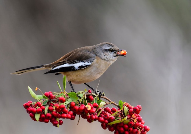 Mockingbird z białymi paskami La Pampa Patagonia Argentina